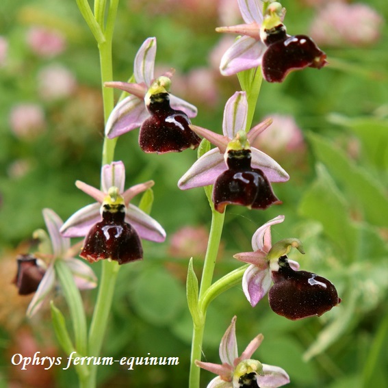 Orchidee dell''Epiro e del Peloponneso